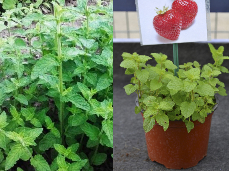 М'ята полуничний, фото 1