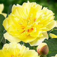 Півонія ІТО Bartzella