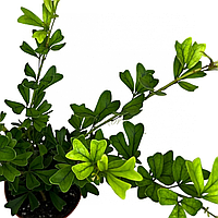 Шефлера Триангулярис (2-3 ростения в горшке Р12, 30-40 см)