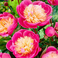 Пион травянистый PAEONIA BOW OF BEAUTY