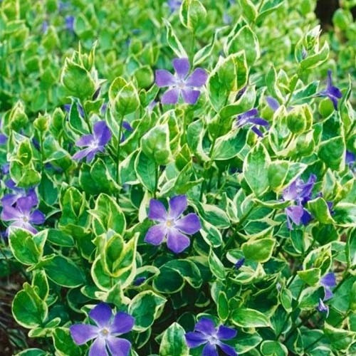 Барвінок Variegata