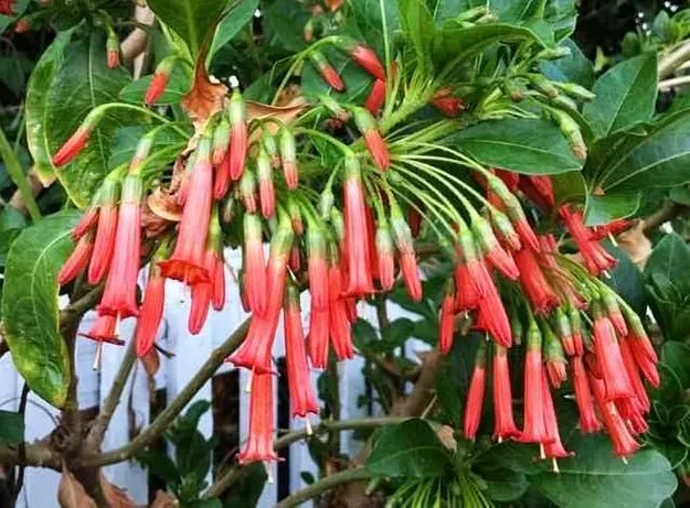 Іохрома FUCHSIOIDES