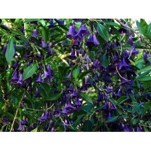 Іохрома ACNISTUS AUSTRALIS, фото 1