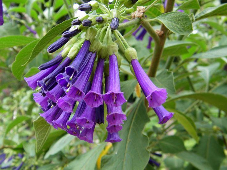Іохрома GRANDIFLORA