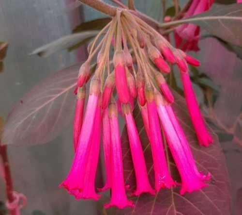 Іохрома PINK
