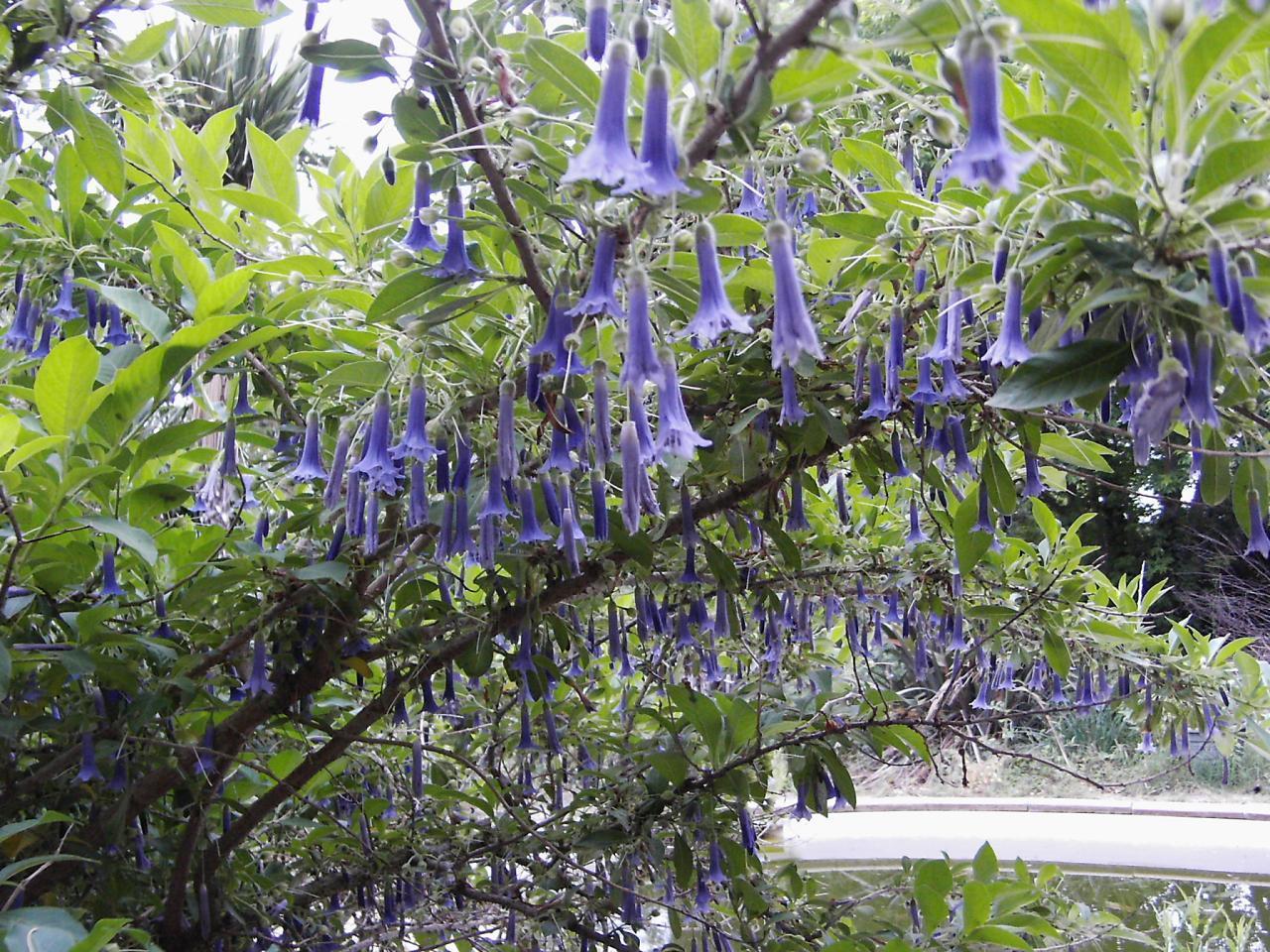 Йохрома CYANEUM
