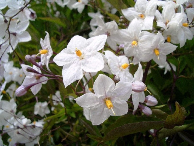 Паслін ЖАСМІНОВИДНИЙ SOLANUM JASMINOIDES