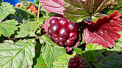 Княжина Аура