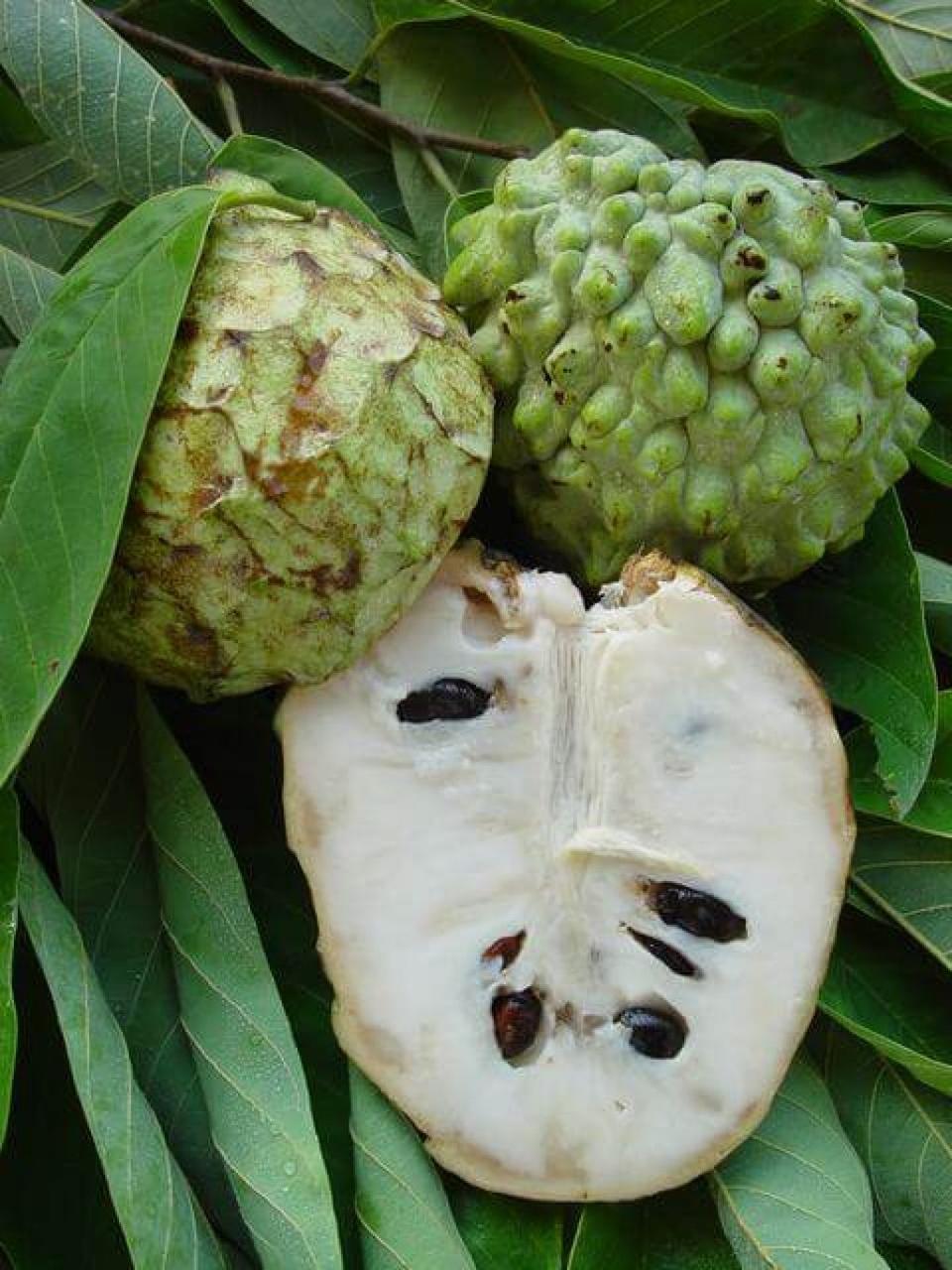 Анона сквамоза, 40 см, фото 1