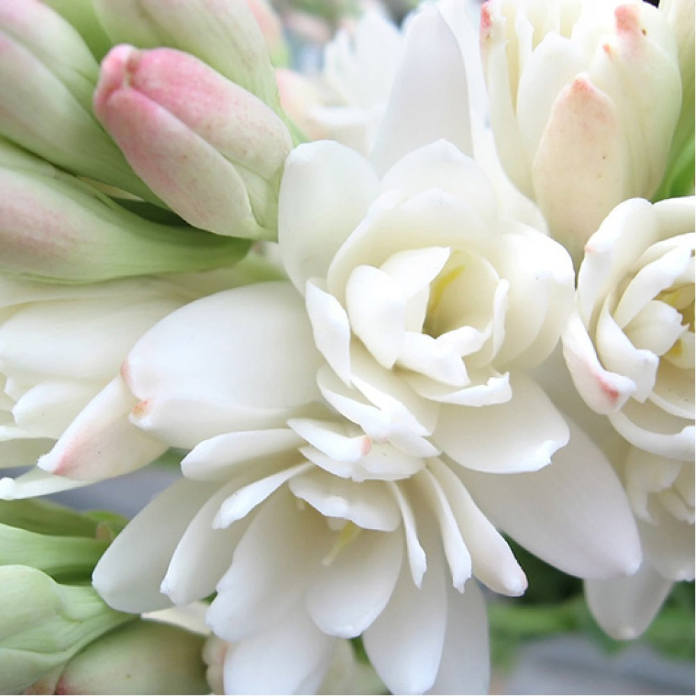 Політес (Тубероза) The Pearl