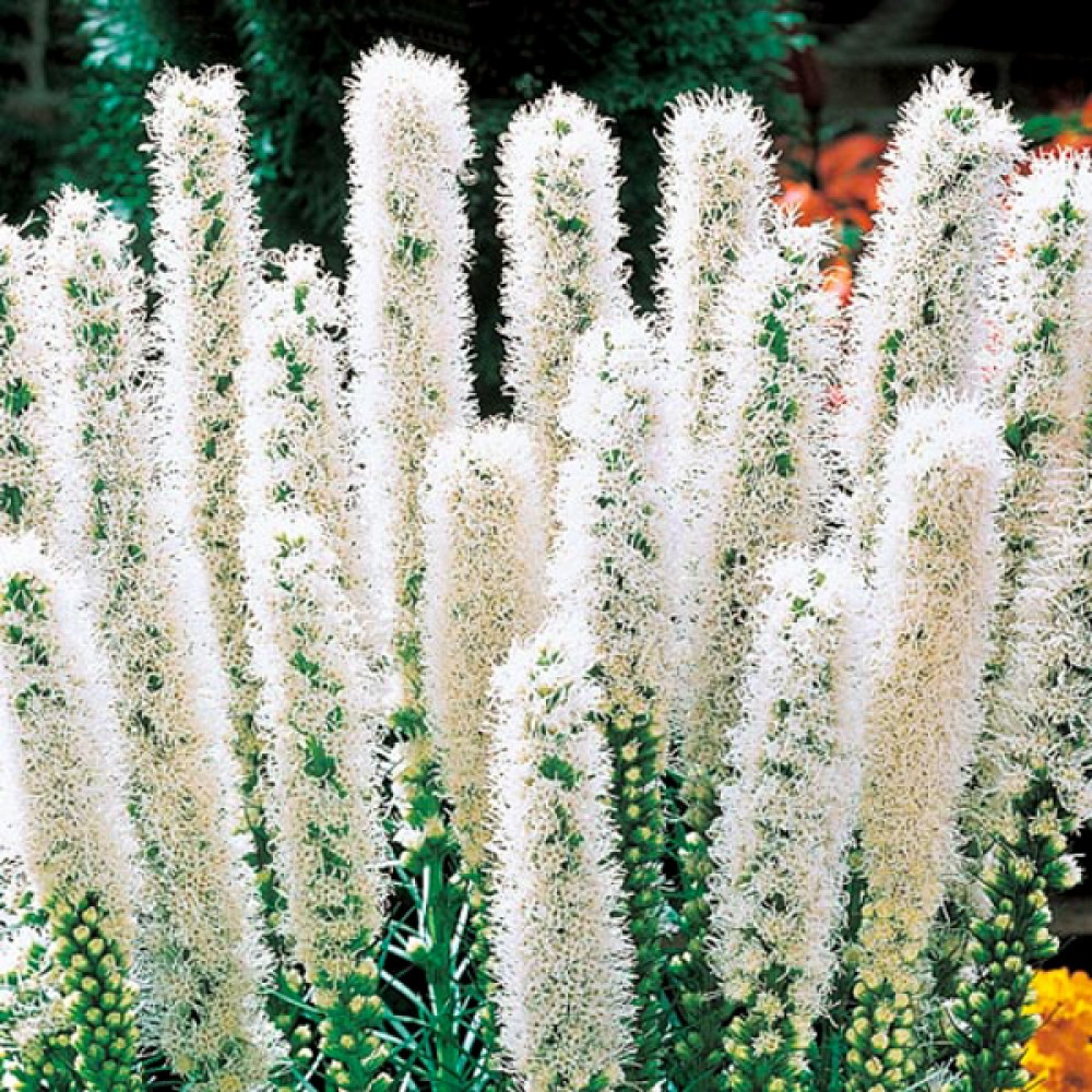 Ліатрис Floristan Weiss