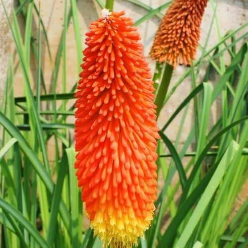 Книфофия Uvaria Grandiflora