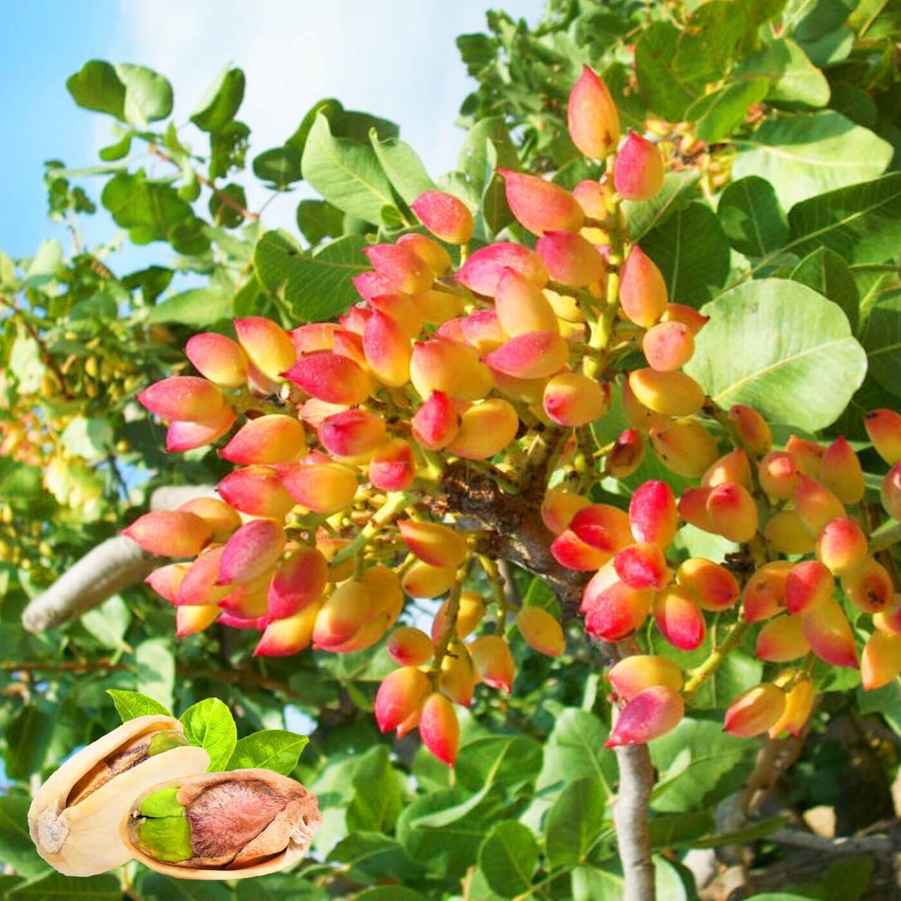 Фісташка Альбіна, фото 1