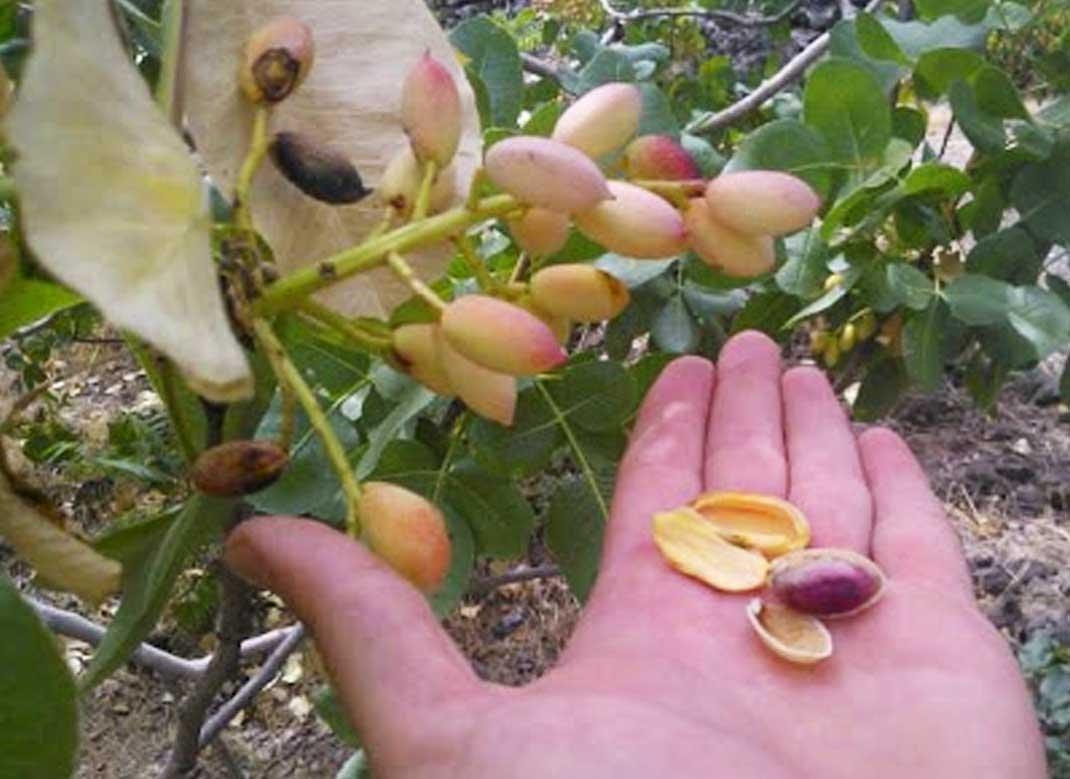 Фісташка Цергізська, фото 1