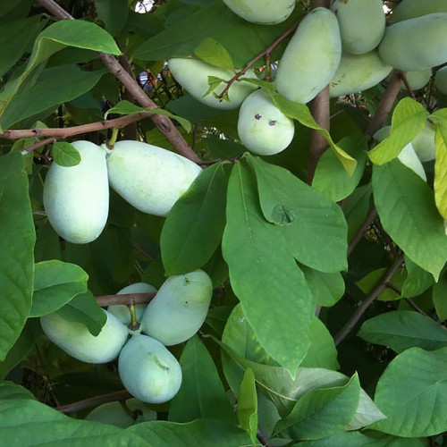 Азиміну трилопатева Трилоба, фото 1