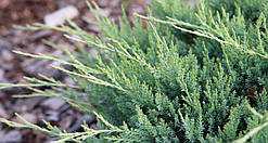 Ялівець Agnieszka Об'єм горщика L1.5