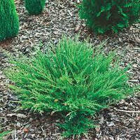 Ялівець Andorra Compacta Об'єм горщика L1.5