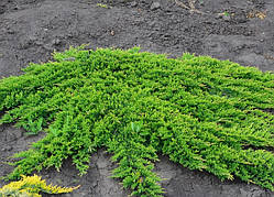 Ялівець Prince of Wales Об'єм горщика L1.5