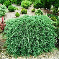 Ялівець Wiltonii Об'єм горщика L1.5