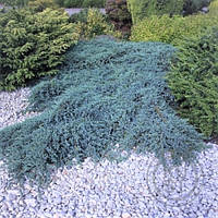 Ялівець Blue Carpet Об'єм горщика L1.5