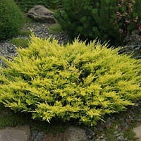 Ялівець Limeglow Об'єм горщика L1.5