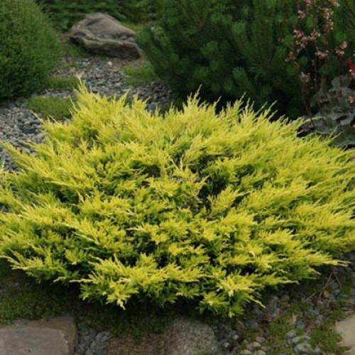 Ялівець Limeglow Об'єм горщика L1.5, фото 1