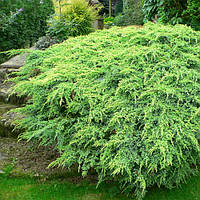 Ялівець Holger Об'єм горщика L1.5