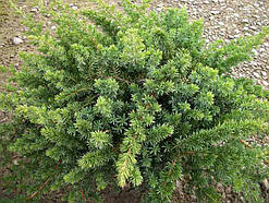 Ялівець Blue Pacific Об'єм горщика L1.5