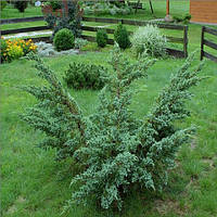 Ялівець Meyeri Об'єм горщика L1.5