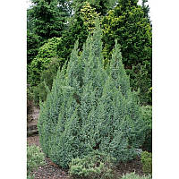 Ялівець Loderi Об'єм горщика L1.5