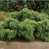 Ялівець Цуга  Jedenlox Об'єм горщика L1.5