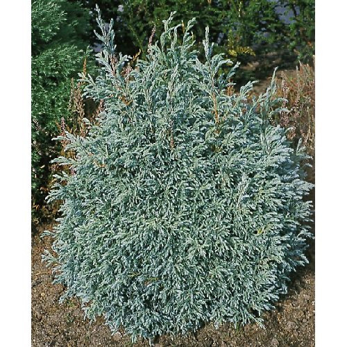 Кипарис Baby Blue Об'єм горщика L1.5/L4