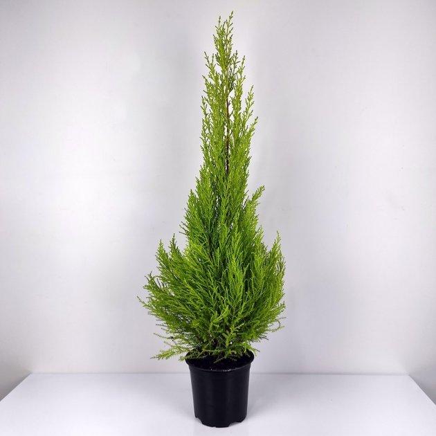 Кипарис Sun Gold Об'єм горщика L1.5/L4