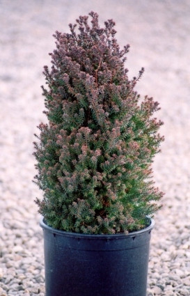 Кипарис Red Star Об'єм горщика L1.5