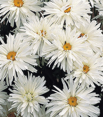 Ромашка "Crazy Daisy"