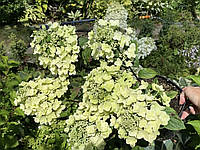 Гортензія волотиста Біі Хеппі/ Hydrangea paniculata 'Bee Happy' pbr, P9, 2-річна