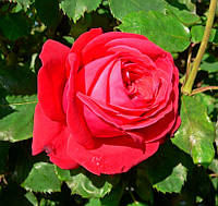 Саженцы роз сорт Dame de Coeur (Дам де Кёр)