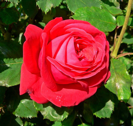 Саджанці троянд сорт Dame de Coeur (Дам де Кер), фото 2