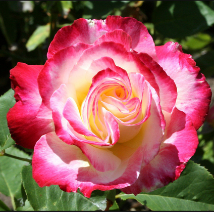 Саджанці троянд сорт Double Delight (Дабл Делайт)