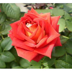 Саджанці троянд сорт Friendship (Френдшип)