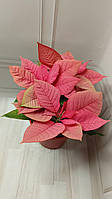 Квіти пуансетії ажурна, декор велика червона пуансетія для дому