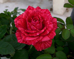 Саджанці троянд сорт Red Intuition (Ред Интуишн)