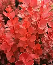 Барбарис Тунберга Vulcano 2 річний, Барбарис Тунберга Вулкано, Berberis thunbergii Vulcano, фото 5