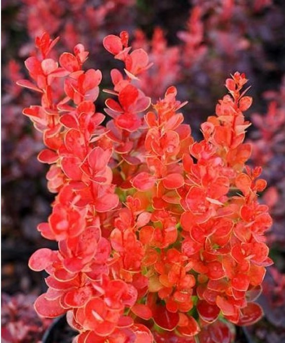 Барбарис Тунберга Vulcano 2 річний, Барбарис Тунберга Вулкано, Berberis thunbergii Vulcano
