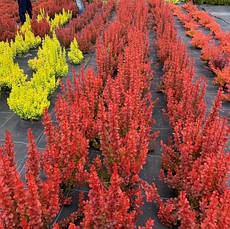 Барбарис Тунберга Vulcano 2 річний, Барбарис Тунберга Вулкано, Berberis thunbergii Vulcano, фото 4