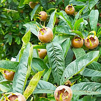 Мушмула Німецька Сентеши Рожа