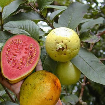 Гуава грушеподібна Псидіум (горшик 0,5л)