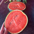 Кавун Шуга Бебі 10 г, фото 4