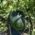 Кавун Шуга Бебі 10 г, фото 3