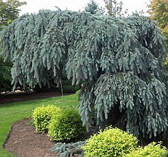 Ялина колюча Glauca Pendula 2 річна, Ель колючая Глаука Пендула, Picea pungens Glauca Pendula, фото 3